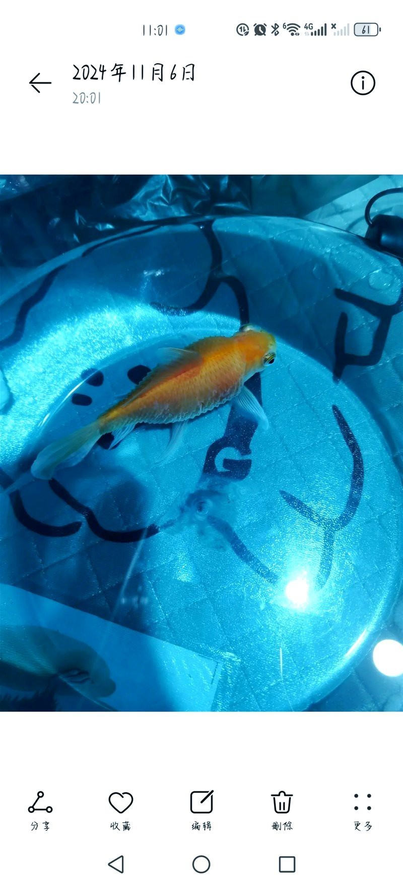 如何判斷龍魚腹水是否感染？，如何判斷龍魚腹水感染？