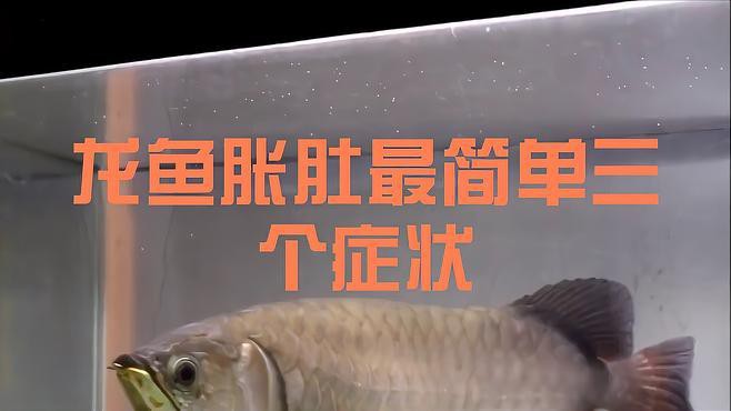 如何判斷龍魚(yú)腹水是否感染？，如何判斷龍魚(yú)腹水感染？