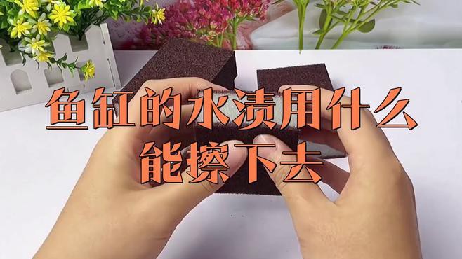 如何保持銀龍魚飼養水的清潔？，天山植保銀龍魚的養殖方法和注意事項和注意事項