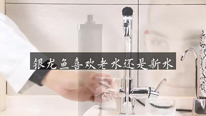 如何保持銀龍魚飼養水的清潔？，天山植保銀龍魚的養殖方法和注意事項和注意事項