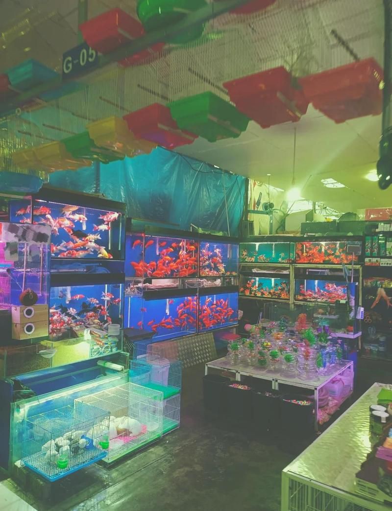新余魚缸批發(fā)市場，新余魚缸批發(fā)市場發(fā)展趨勢 新余魚缸批發(fā)市場，新余魚缸批發(fā)市場發(fā)展趨勢 全國水族館企業(yè)名錄 第5張
