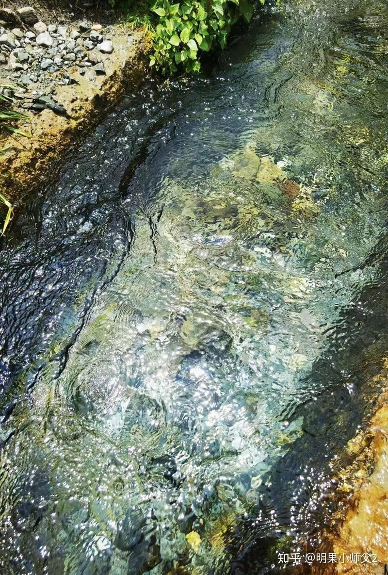 2025年屬龍人養魚的最佳顏色是什么？，2025年屬龍人養什么顏色的魚最好？