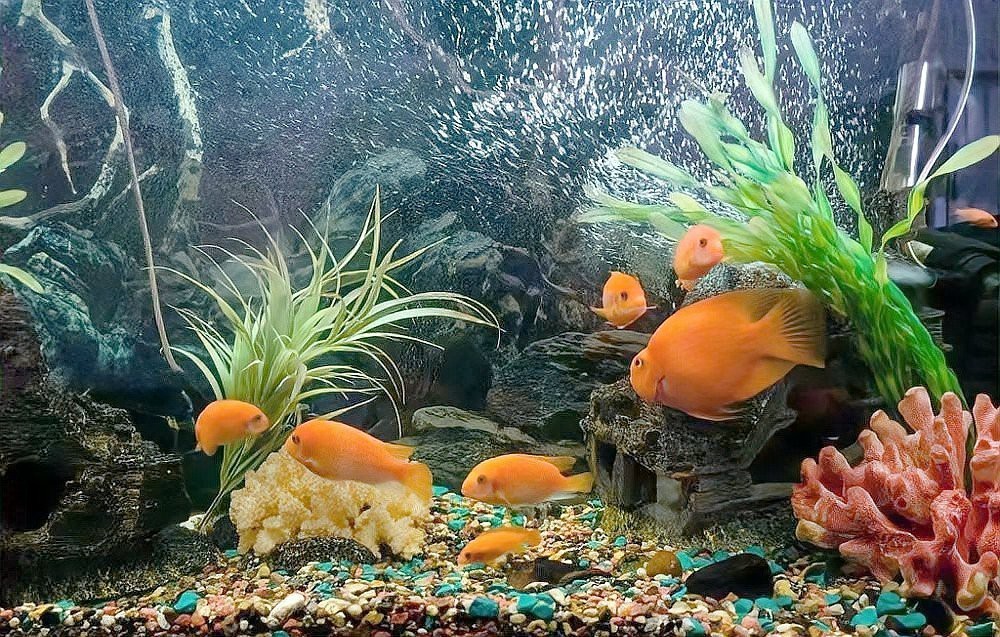 2025年屬龍人養魚的最佳顏色是什么？，2025年屬龍人養什么顏色的魚最好？