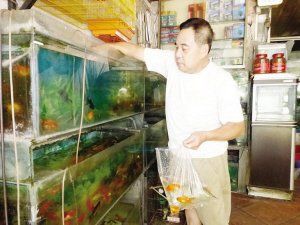 漳州龍魚店，漳州的龍魚故事 漳州龍魚店，漳州的龍魚故事 全國水族館企業名錄 第3張