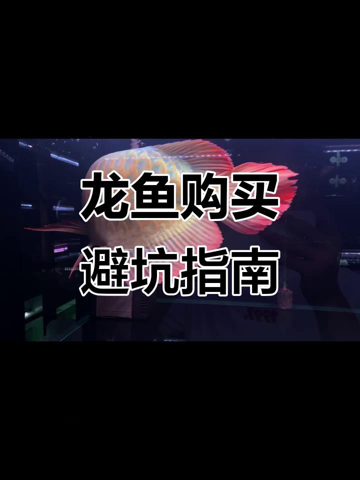 如何挑選藍底過背金龍魚？，古典藍底過背金龍篩選秘籍