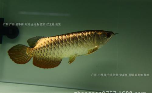 24k過背金龍魚，24k過背金龍魚的特點