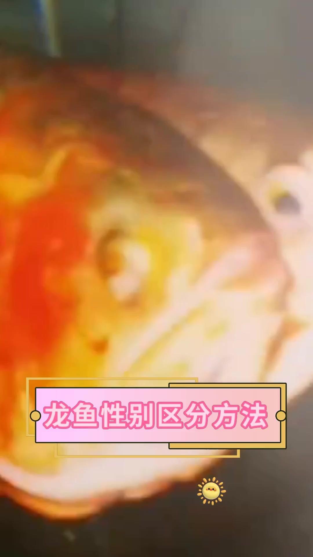 如何挑選金龍魚的性別？，挑選金龍魚的性別需綜合觀察多個特征公母區分有妙招