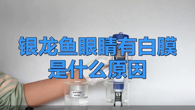 哪些龍魚品種容易得眼睛白點？，龍魚尾巴上出現白點的原因是什么