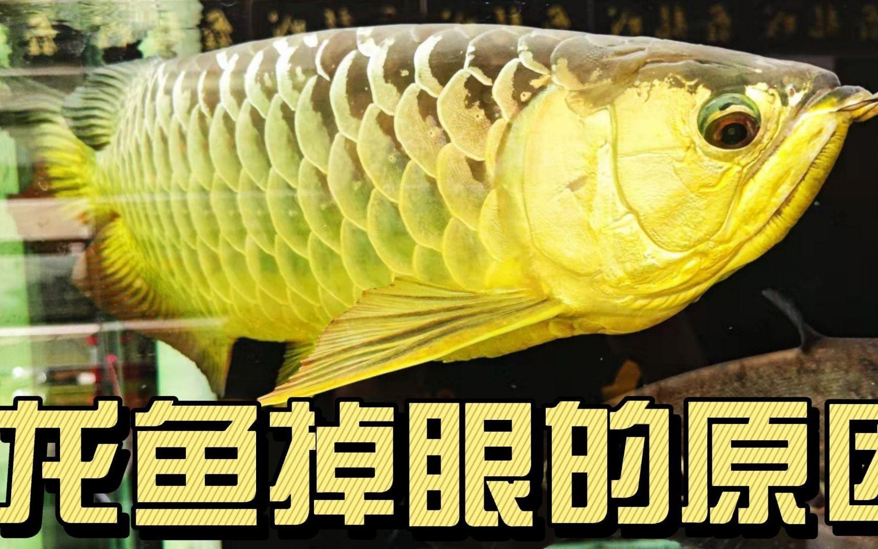 如何判斷龍魚是否掉眼？，如何判斷龍魚掉眼