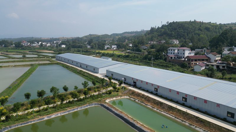 房縣龍魚店，十堰房縣鱸魚“游”出致富路十堰房縣鱸魚“游”出致富路