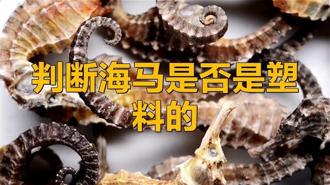 如何區(qū)分真假海龍和海馬？，《如何區(qū)分真假海龍和海馬》辨別真假海龍與海馬的方法