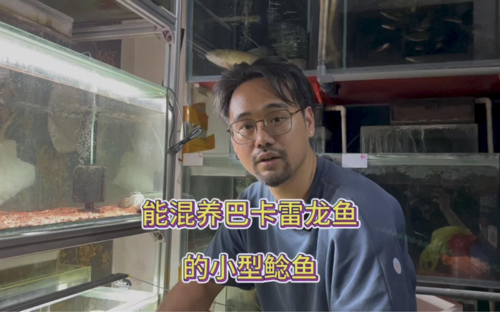 哪些雷龍魚品種適合與小型魚混養，適合與小型魚混養的雷龍魚品種