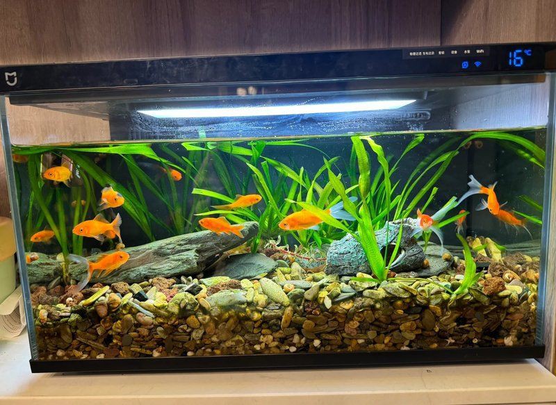 阿里魚缸維護，家庭魚缸水質維護 阿里魚缸維護，家庭魚缸水質維護 全國水族館企業名錄 第13張
