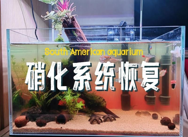 阿里魚缸維護，家庭魚缸水質維護 阿里魚缸維護，家庭魚缸水質維護 全國水族館企業名錄 第9張
