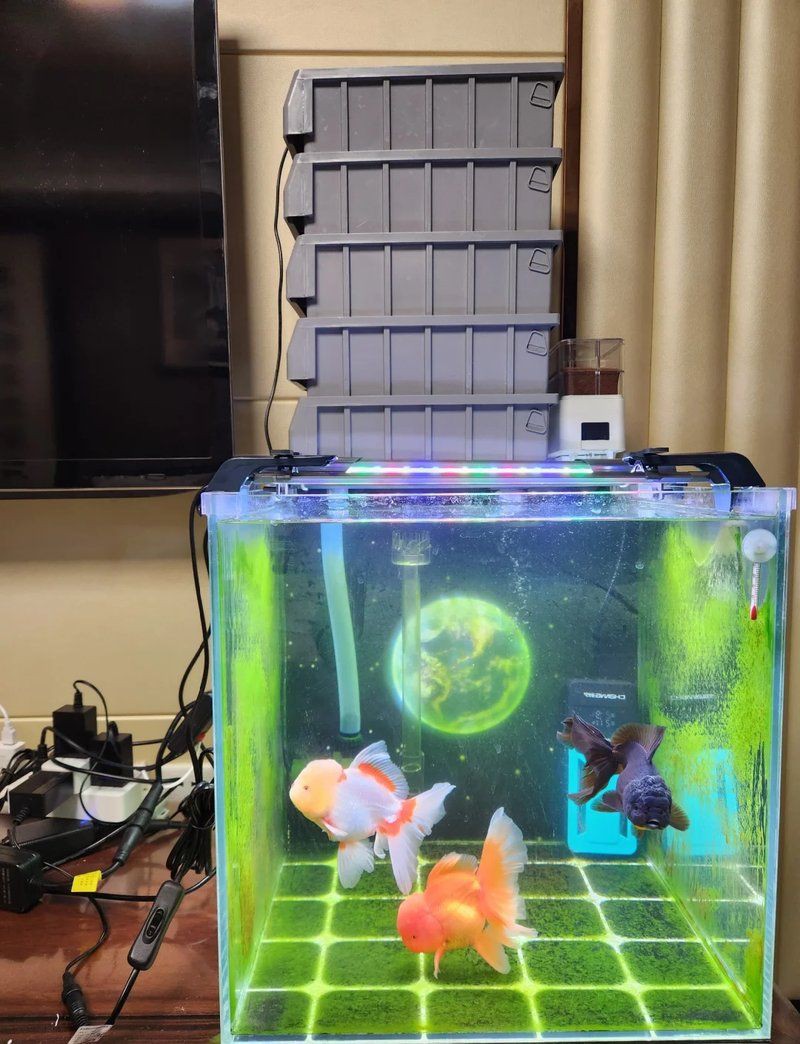 阿里魚缸維護，家庭魚缸水質維護 阿里魚缸維護，家庭魚缸水質維護 全國水族館企業名錄 第11張