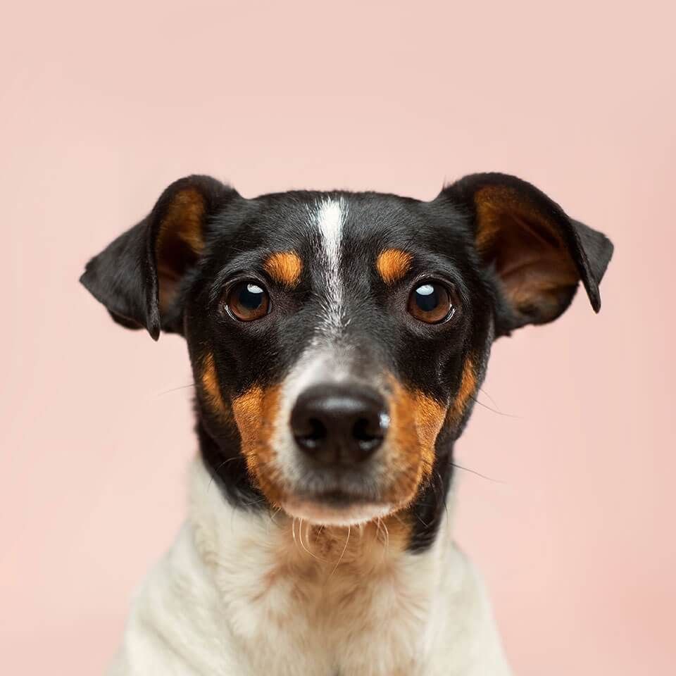 林芝魚缸店，林芝地區的魚缸店展現出獨特的地域特色與專業服務