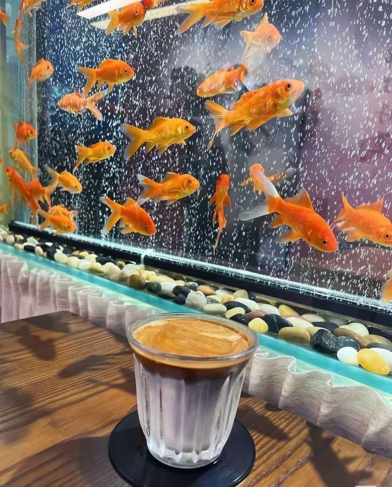 林芝魚缸店，林芝地區的魚缸店展現出獨特的地域特色與專業服務