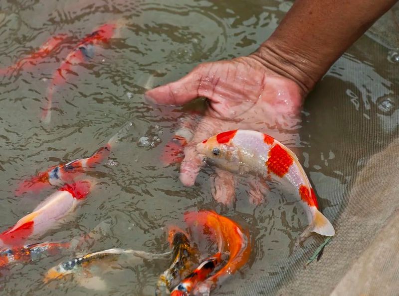 如何判斷藍金龍魚是否生病？，判斷藍金龍魚是否生病觀察這三點就知道了養(yǎng)魚大全