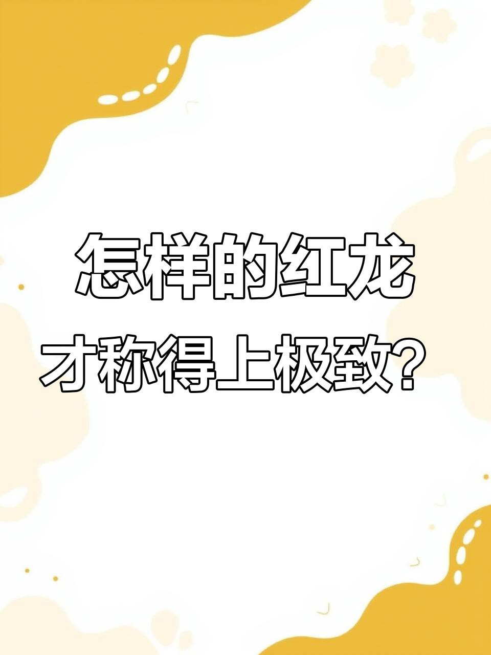如何判斷紅龍魚的質量？，龍魚阿捷嚴選《國紅》9800系列純血印尼大湖紅龍魚