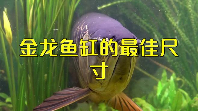 40公分古典過背金龍魚需要多大的魚缸？，40公分古典過背金龍魚