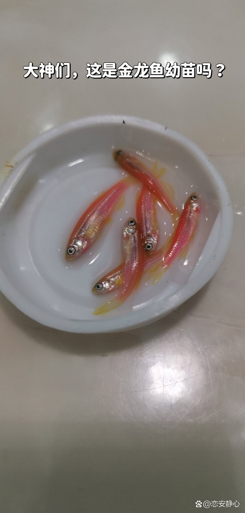 哪里可以購買到正宗的金龍魚幼苗？，如何判斷金龍魚幼苗是否正宗？