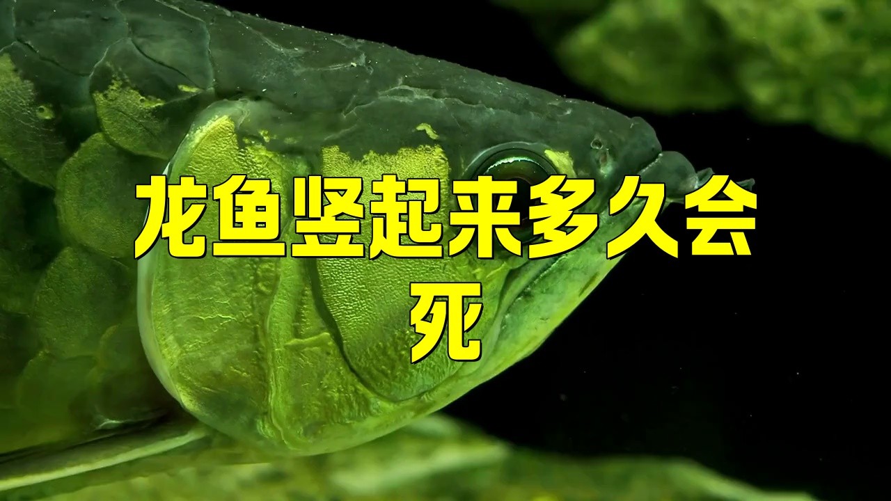 如何治療龍魚的立鱗病？，萌寵專家龍魚立鱗癥狀與治療方法