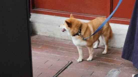 好聽稀少的英文名女，《好聽稀少的英文名女》在為女孩挑選英文名時