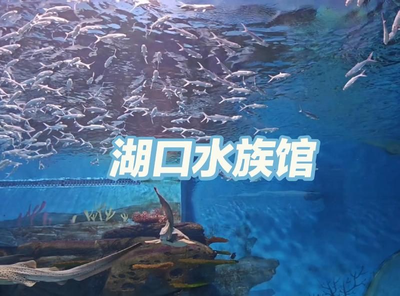酒泉水族店，如何開水族館賺錢