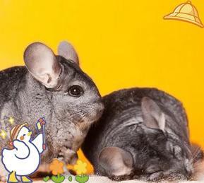 如何判斷龍貓是否成功合籠？，判斷龍貓是否成功合籠需綜合觀察行為與生理指標