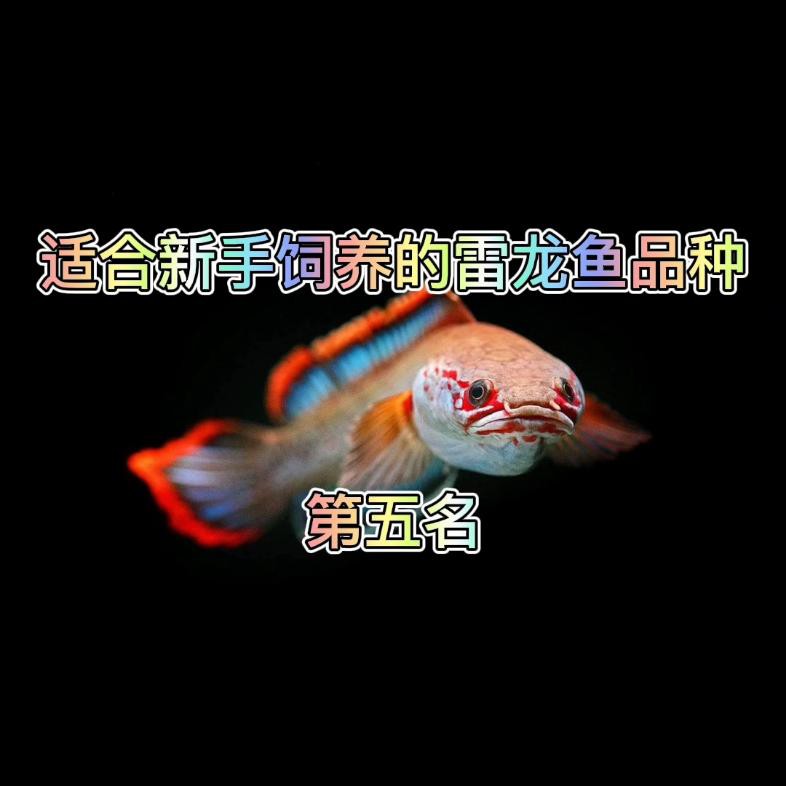 哪些品種的龍魚適合新手，《哪些品種的龍魚適合新手》對于初涉龍魚養殖領域的新手而言 哪些品種的龍魚適合新手，《哪些品種的龍魚適合新手》對于初涉龍魚養殖領域的新手而言 龍魚論壇 第5張