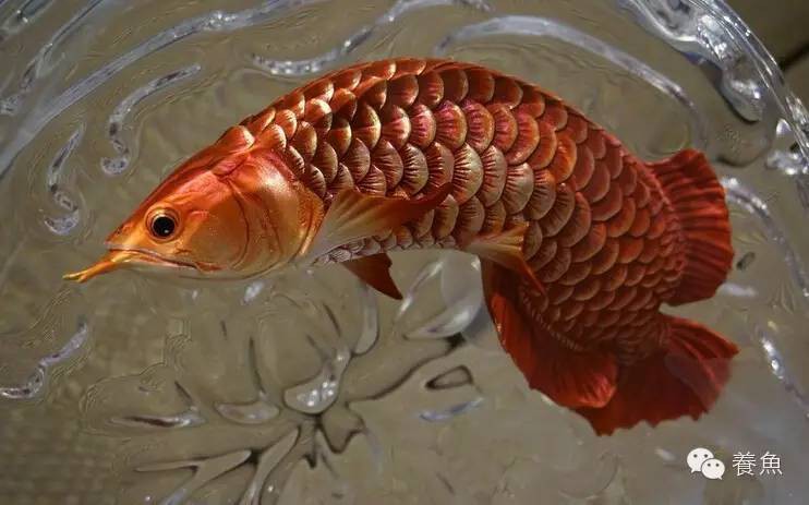 如何判斷龍魚是否中毒？，如何判斷龍魚是否中毒，龍魚中毒后多久會(huì)死亡