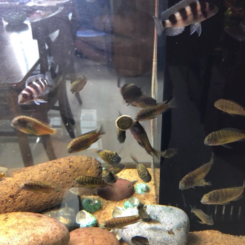 蘇州水族店，蘇州水族行業發展趨勢