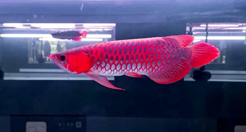 七條紅龍魚的市場價格是多少？，養魚大全，紅龍魚價格大揭秘