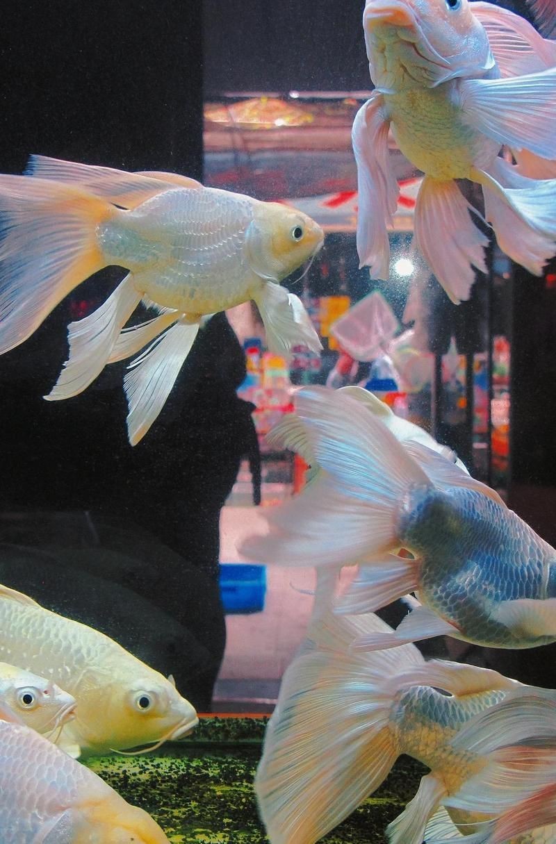 鎮(zhèn)江水族批發(fā)市場，探秘鎮(zhèn)江水產(chǎn)批發(fā)市場