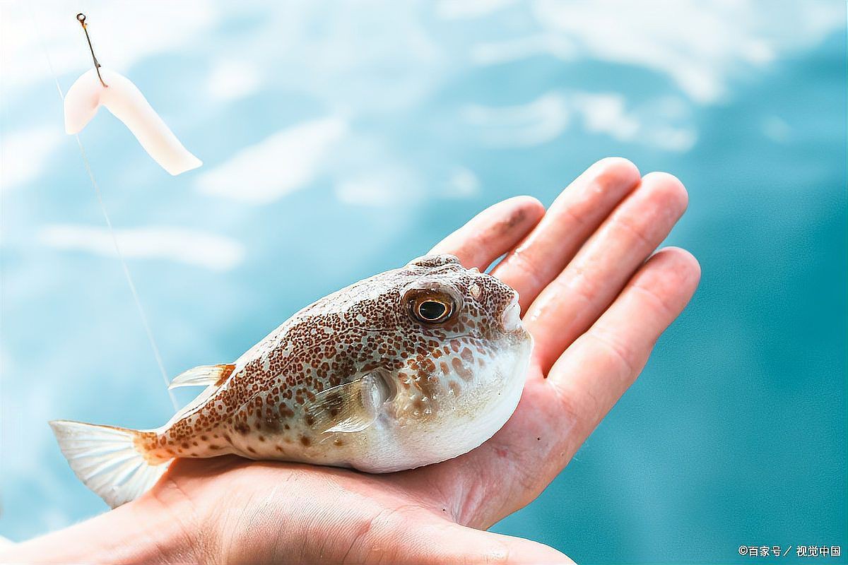 爛鰓病治療期間需要停食嗎？，河豚魚爛鰓并發(fā)癥及治療措施小新的正能量發(fā)射站