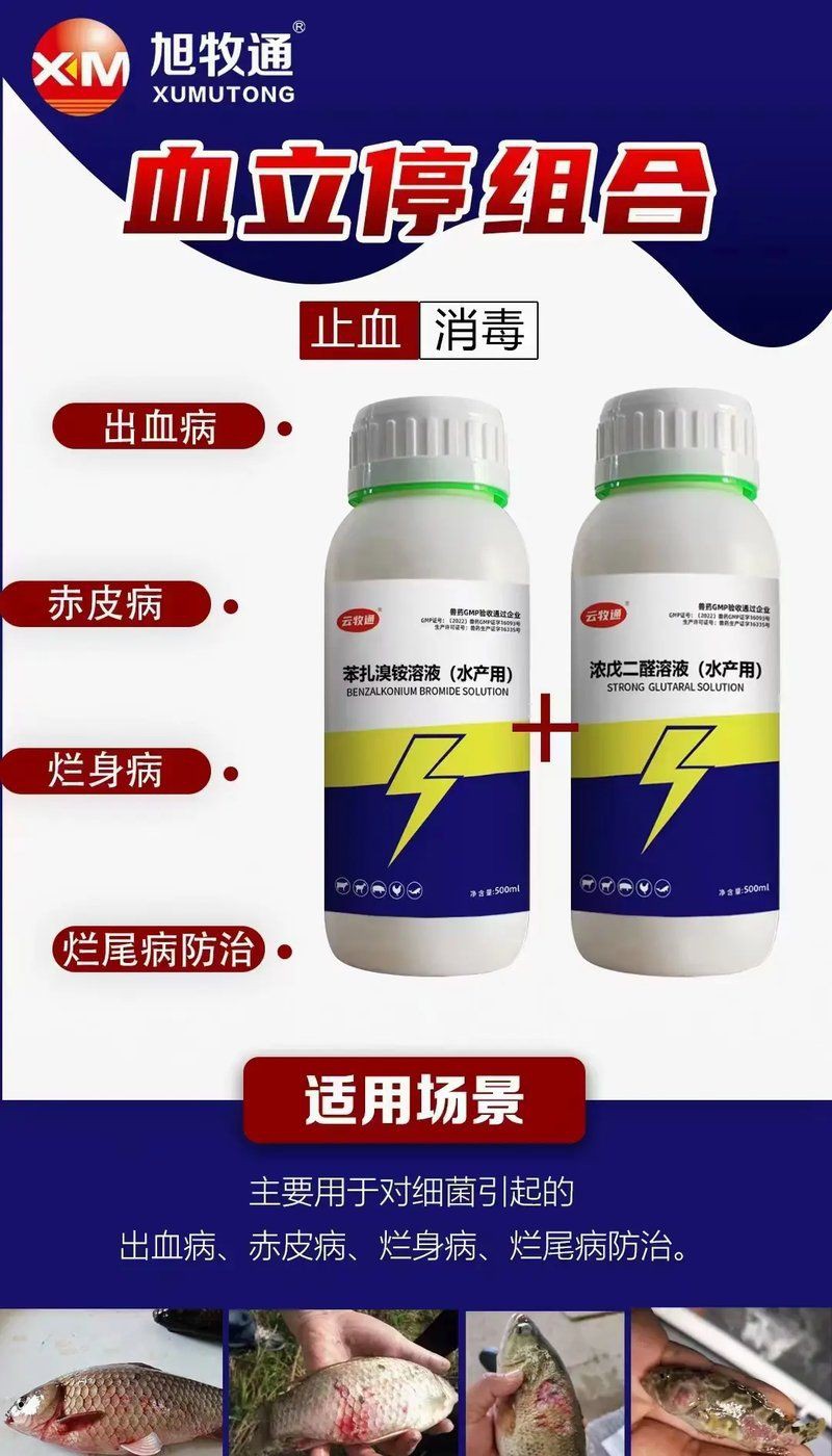 爛鰓病治療期間需要停食嗎？，河豚魚爛鰓并發(fā)癥及治療措施小新的正能量發(fā)射站