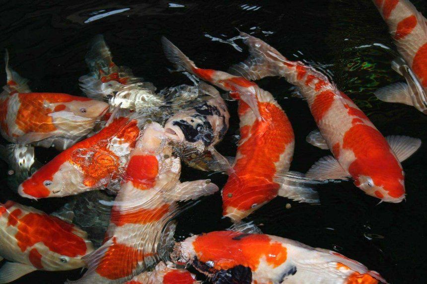 爛鰓病治療期間需要停食嗎？，河豚魚爛鰓并發(fā)癥及治療措施小新的正能量發(fā)射站