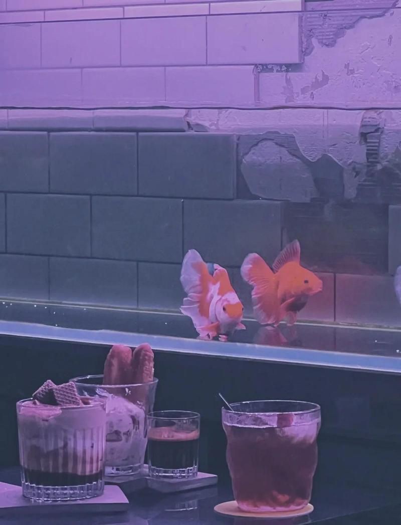 澳門魚缸店，澳門魚缸店打卡攻略小眾又出片柴可豬斯基柴可豬斯基 澳門魚缸店，澳門魚缸店打卡攻略小眾又出片柴可豬斯基柴可豬斯基 全國水族館企業(yè)名錄 第12張