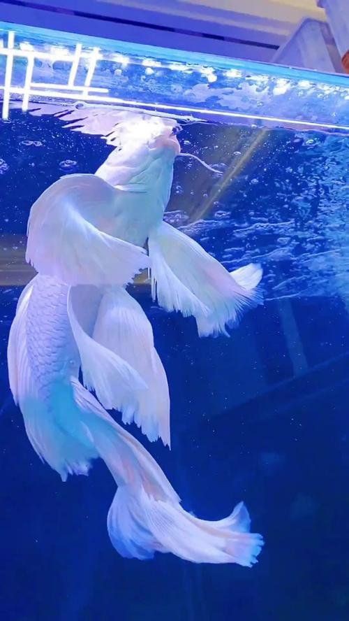 澳門魚缸店，澳門魚缸店打卡攻略小眾又出片柴可豬斯基柴可豬斯基 澳門魚缸店，澳門魚缸店打卡攻略小眾又出片柴可豬斯基柴可豬斯基 全國水族館企業(yè)名錄 第5張