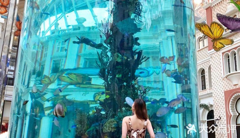 澳門魚缸店，澳門魚缸店打卡攻略小眾又出片柴可豬斯基柴可豬斯基 澳門魚缸店，澳門魚缸店打卡攻略小眾又出片柴可豬斯基柴可豬斯基 全國水族館企業(yè)名錄 第9張
