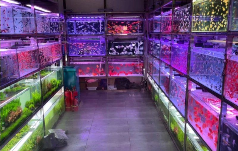 鞍山魚缸批發市場，鞍山三臺子觀賞魚交易中心