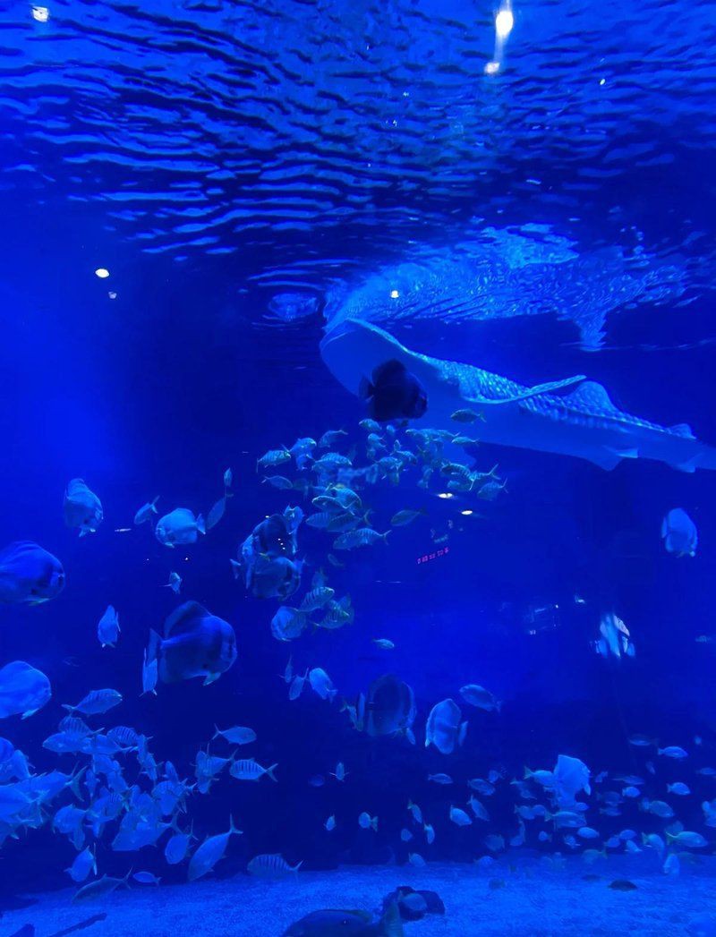 煙臺(tái)水族館，煙臺(tái)人魚(yú)童話館