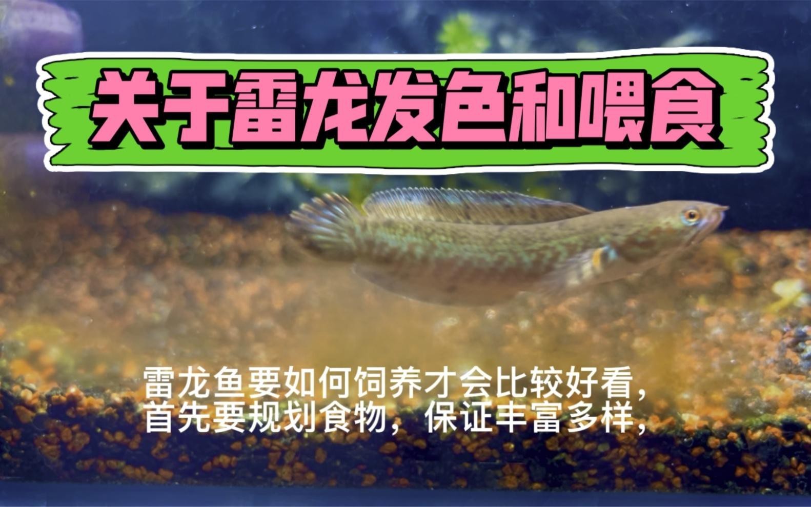 哪些食物有助于雷龍魚發色？，雷龍喂什么發色好