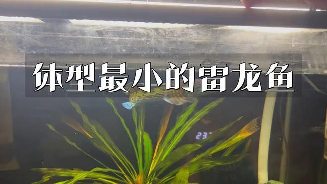 40升魚缸適合養什么小型雷龍魚？，40升魚缸適合養什么小型雷龍魚