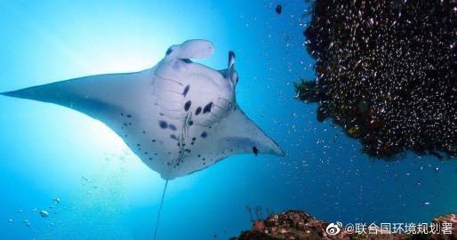 福分是什么魚，海洋中最溫柔的巨人蝠鲼（fufen）是海洋中最溫柔的巨人 福分是什么魚，海洋中最溫柔的巨人蝠鲼（fufen）是海洋中最溫柔的巨人 龍魚論壇 第1張