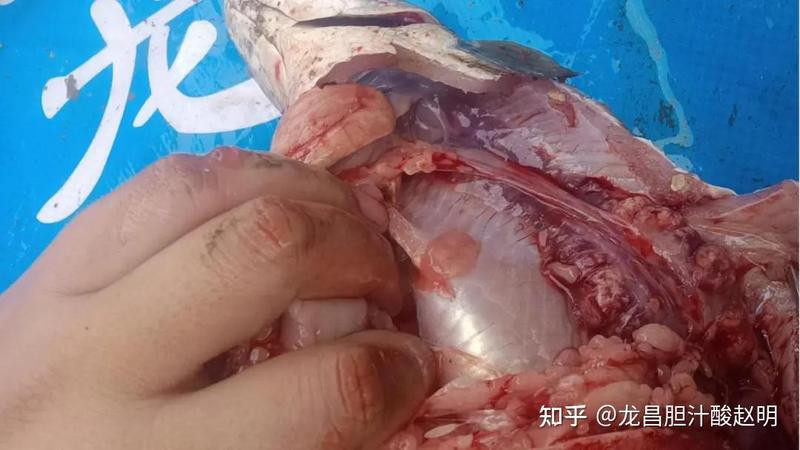 如何判斷龍魚內臟是否受損？，如何判斷龍魚內臟是否受損