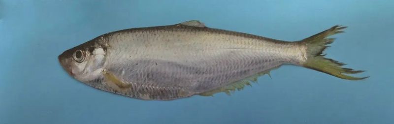 鰳魚俗稱什么魚，吃一口鰳魚把春天吃進肚里 鰳魚俗稱什么魚，吃一口鰳魚把春天吃進肚里 龍魚百科 第4張