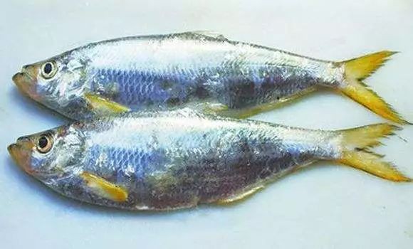 鰳魚俗稱什么魚，吃一口鰳魚把春天吃進肚里 鰳魚俗稱什么魚，吃一口鰳魚把春天吃進肚里 龍魚百科 第7張