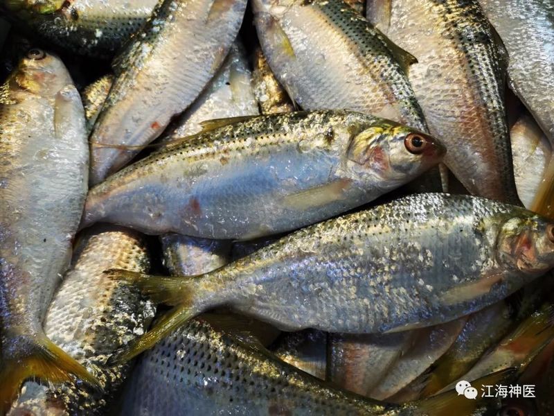 鰳魚俗稱什么魚，吃一口鰳魚把春天吃進肚里 鰳魚俗稱什么魚，吃一口鰳魚把春天吃進肚里 龍魚百科 第2張