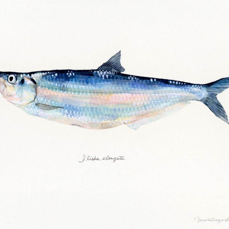 鰳魚俗稱什么魚，吃一口鰳魚把春天吃進肚里 鰳魚俗稱什么魚，吃一口鰳魚把春天吃進肚里 龍魚百科 第8張